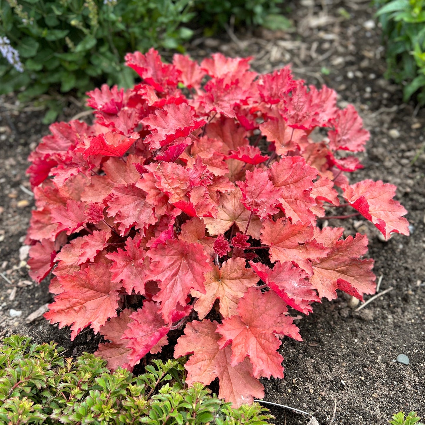 A cluster of vibrant Primo® 'Peachberry Ice' Coral Bells (Heuchera) grows in a garden bed surrounded by soil and green foliage from nearby plants - Photo Property of Garden Crossings LLC.