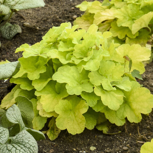 Primo® 'Pistachio Ambrosia' Coral Bells (Heuchera) - Photo Courtesy of Proven Winners, Inc.