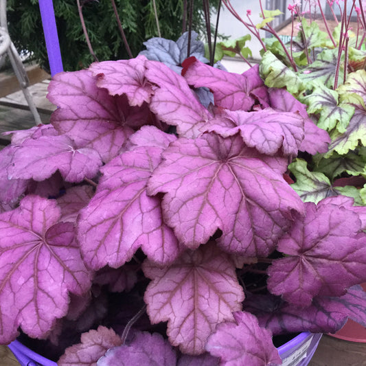 Primo® 'Wild Rose' Coral Bells (Heuchera) - Photo Property of Garden Crossings LLC