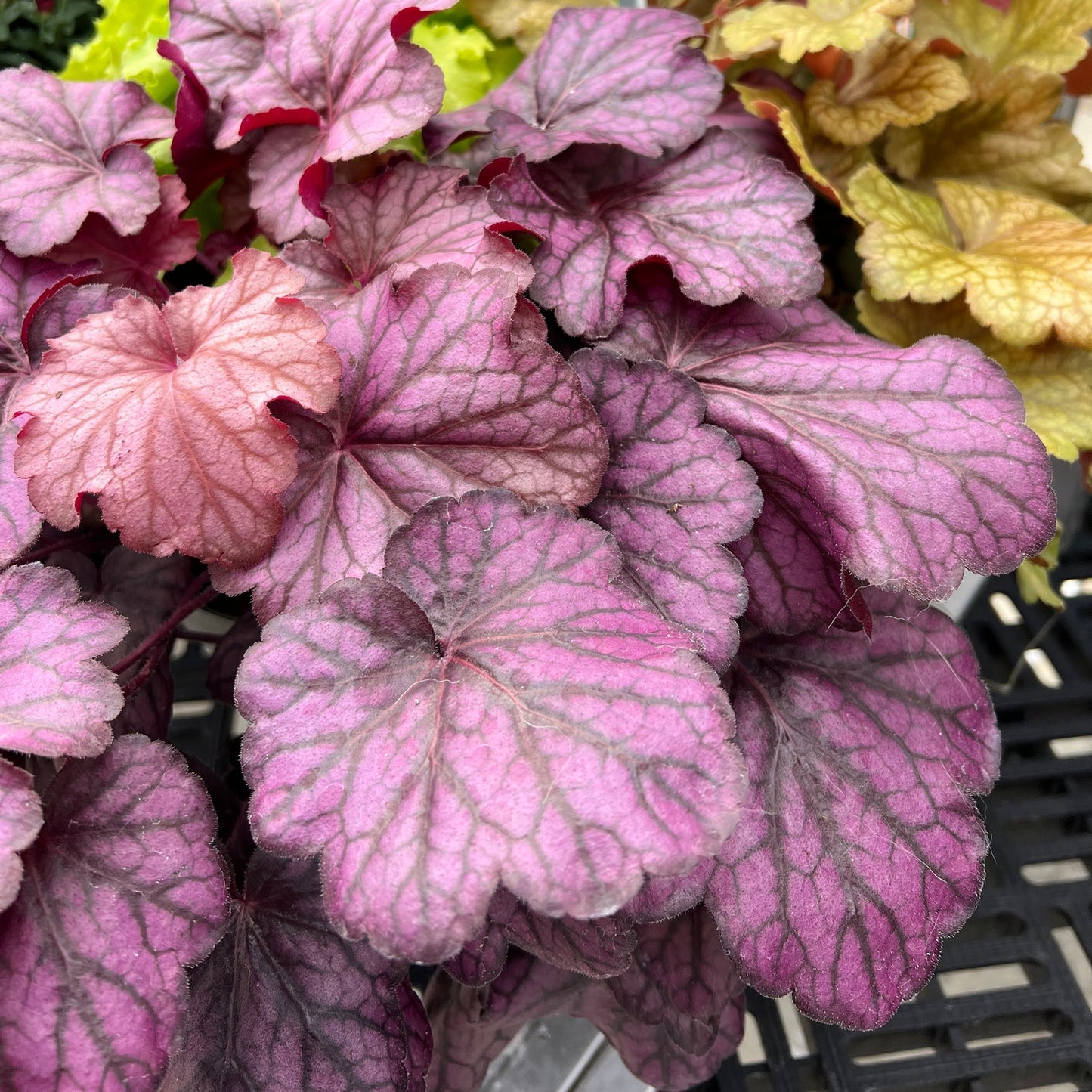 Close-up of Primo® 'Wild Rose' Coral Bells (Heuchera) with vibrant pink-purple leaves, dark veins, and scalloped edges. Yellow-green foliage in the background highlights this striking perennial on a black grid surface - Photo Property of Garden Crossings LLC.