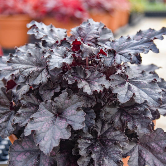 Dolce® 'Sultry Night' Coral Bells (Heuchera) - Photo Courtesy of Walters Gardens, Inc.