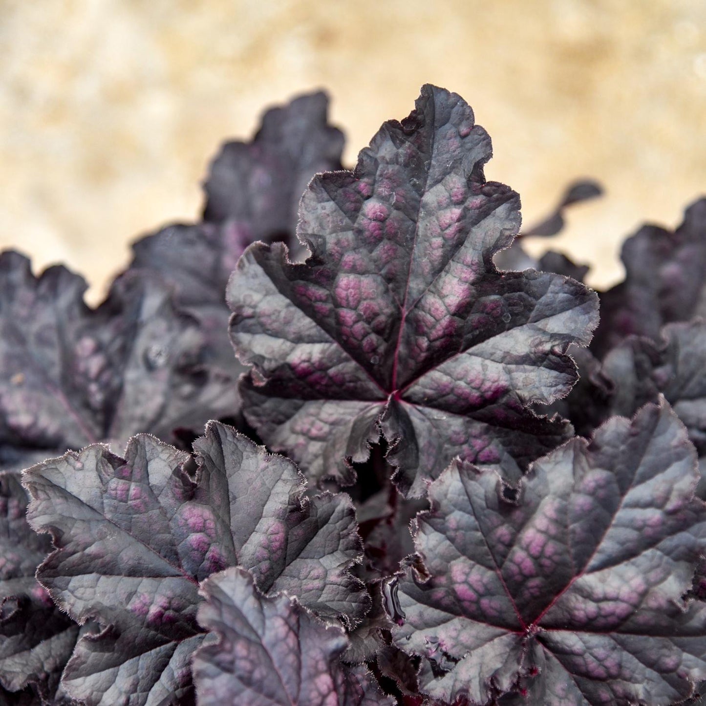 Close-up of Dolce® 'Sultry Night' Coral Bells (Heuchera) with dark purple, textured leaves with magenta hints and striking veins - Photo Courtesy of Walters Gardens, Inc.