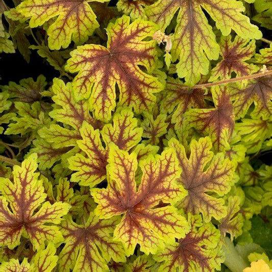 Close-up of Fun and Games® 'Capture the Flag' Foamy Bells (Heucherella) features yellow-green, star-shaped leaves with dark red veins. Its serrated, textured foliage adds vibrant detail - Photo Courtesy of Walters Gardens, Inc.