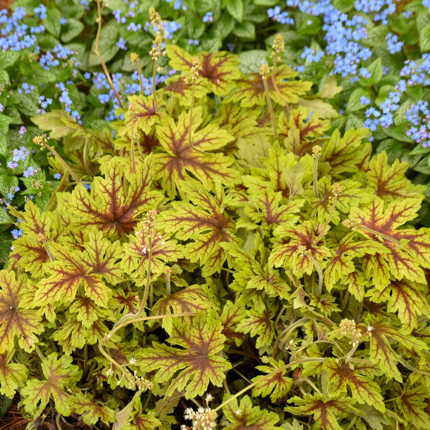 Densely clustered yellow-green leaves with red veins form the foreground, while small blue flowers and green foliage highlight Fun and Games® 'Capture the Flag' Foamy Bells (Heucherella), a striking shade perennial, in the background - Photo Courtesy of Walters Gardens, Inc.