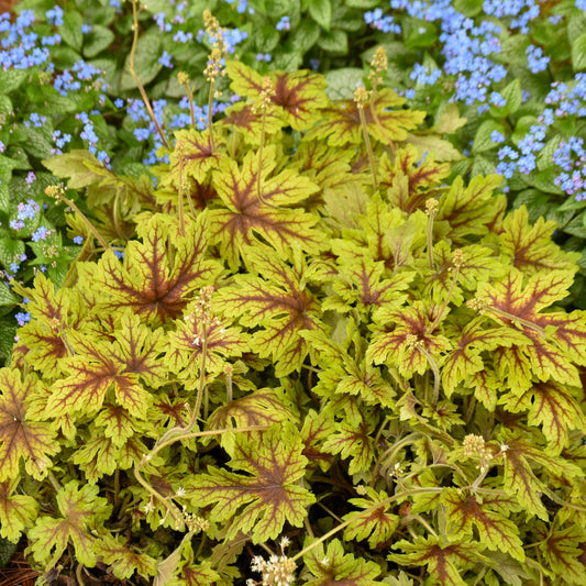 Densely clustered yellow-green leaves with red veins form the foreground, while small blue flowers and green foliage highlight Fun and Games® 'Capture the Flag' Foamy Bells (Heucherella), a striking shade perennial, in the background - Photo Courtesy of Walters Gardens, Inc.
