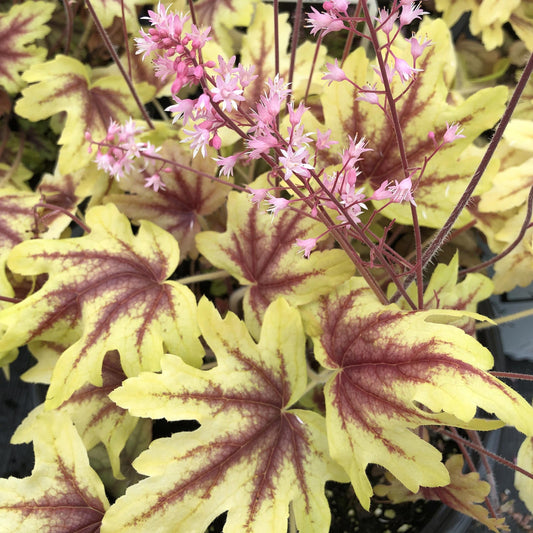 Yellow-green leaves with dark red veins sit below delicate clusters of light pink flowers on tall stems—this close-up features Fun and Games® 'Eye Spy' Foamy Bells (Heucherella) - Photo Property of Garden Crossings LLC.