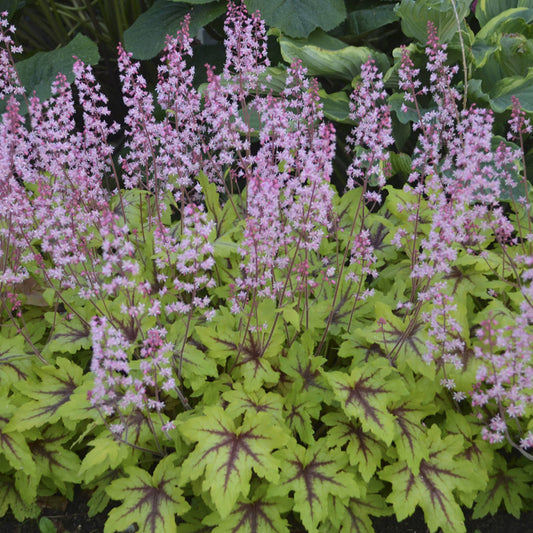 A cluster of Fun and Games® 'Eye Spy' Foamy Bells (Heucherella), a shade perennial with light green leaves, dark veins, and stems topped with delicate pink flowers, thrives beautifully in a lush garden setting - Photo Courtesy of Proven Winners, Inc.
