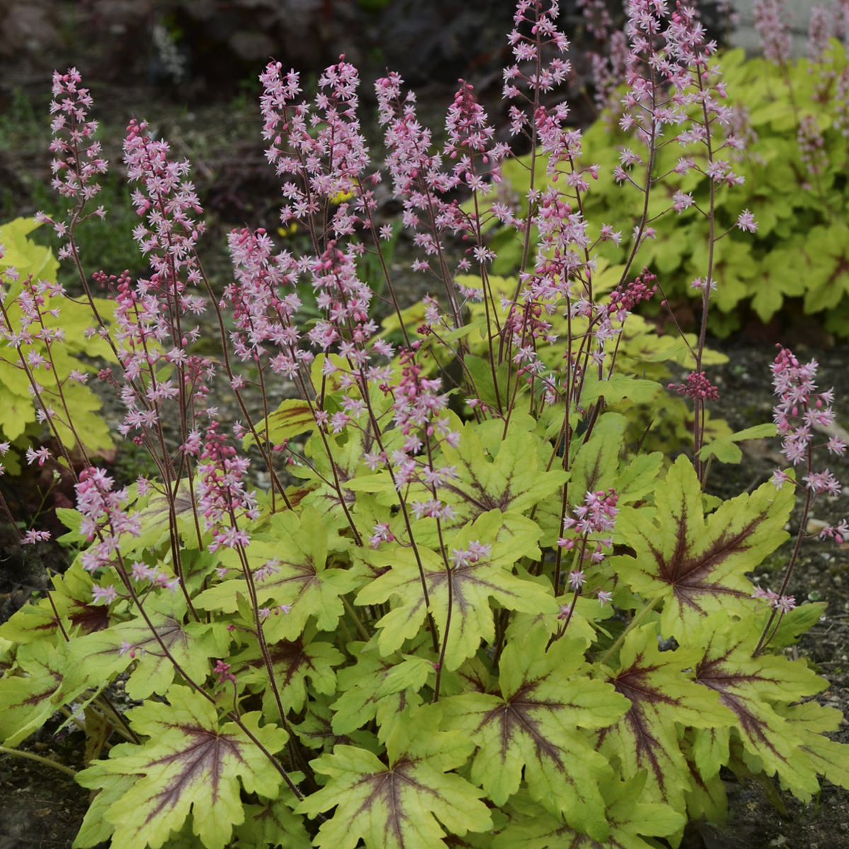 A cluster of Fun and Games® 'Eye Spy' Foamy Bells (Heucherella) showcases bright yellow-green leaves with maroon veins and tall stems crowned with delicate pink flowers, making a vibrant addition to any garden bed - Photo Courtesy of Proven Winners, Inc.