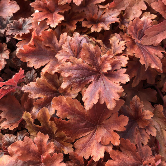 Close-up of Fun and Games® 'Hopscotch' Foamy Bells (Heucherella) leaves overlap in red, orange, and brown shades, highlighting jagged edges and textured surfaces - Photo Property of Garden Crossings LLC.
