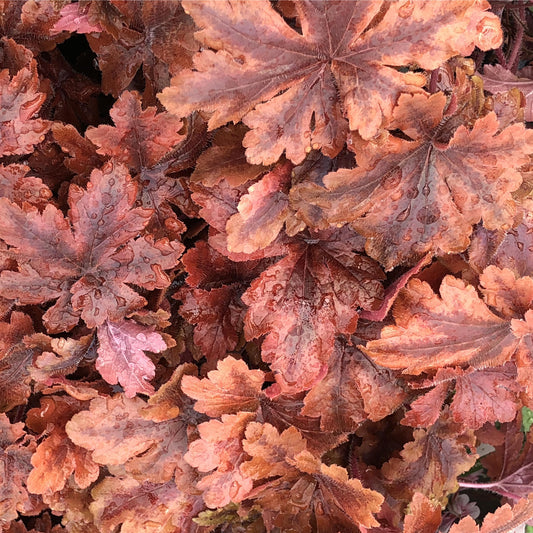 Close-up of autumn-colored leaves in orange, red, and brown, of Fun and Games® 'Hopscotch' Foamy Bells (Heucherella), glistening with small water droplets - Photo Property of Garden Crossings LLC.