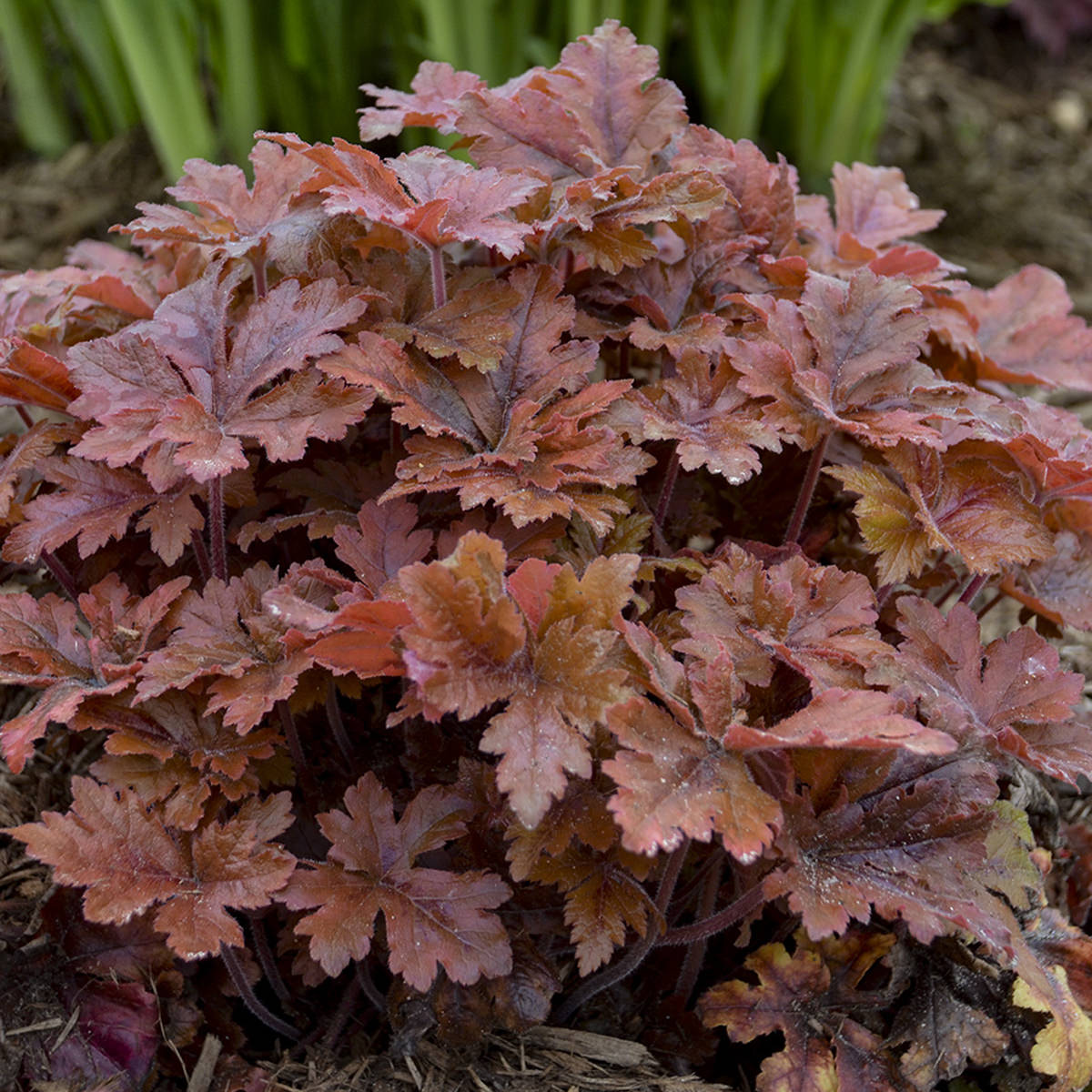 Fun and Games® 'Hopscotch' Foamy Bells (Heucherella) - Photo Courtesy of Proven Winners, Inc.
