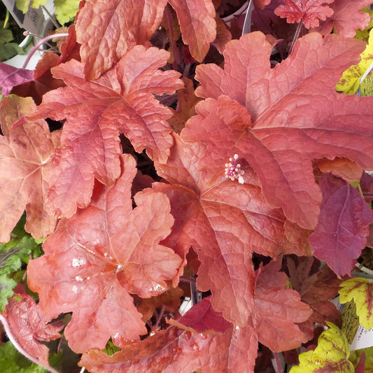 Close-up of rusty red leaves of Fun and Games® 'Red Rover' Foamy Bells (Heucherella) with a cluster of pink and white buds surround the perennial amid lush green foliage - Photo Property of Garden Crossings LLC.