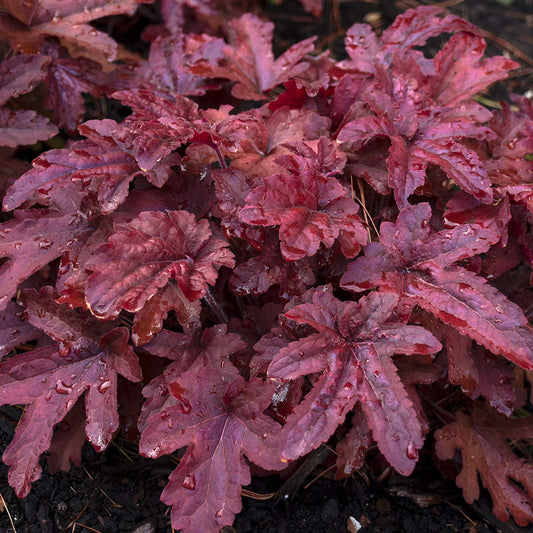 Close-up of a cluster of Fun and Games® 'Red Rover' Foamy Bells (Heucherella) leaves, resembling coral bells, display rich burgundy-red hues grow densely above dark soil - Photo Courtesy of Proven Winners, Inc.