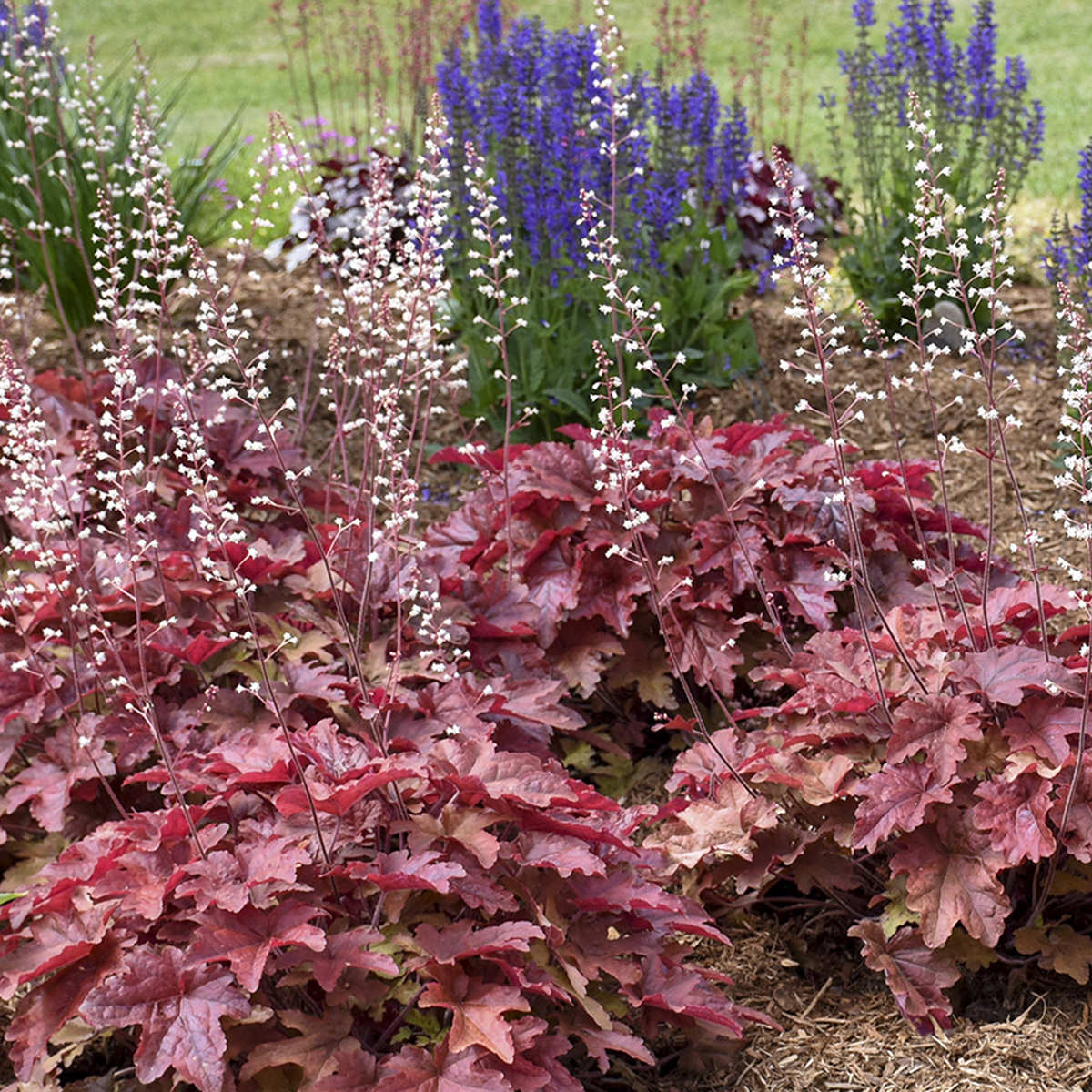 Clusters of Fun and Games® 'Red Rover' Foamy Bells (Heucherella), with ruffled reddish-purple leaves and white flower stems, are set among mulch, purple flower spikes in the background, and green grass further behind - Photo Courtesy of Proven Winners, Inc.