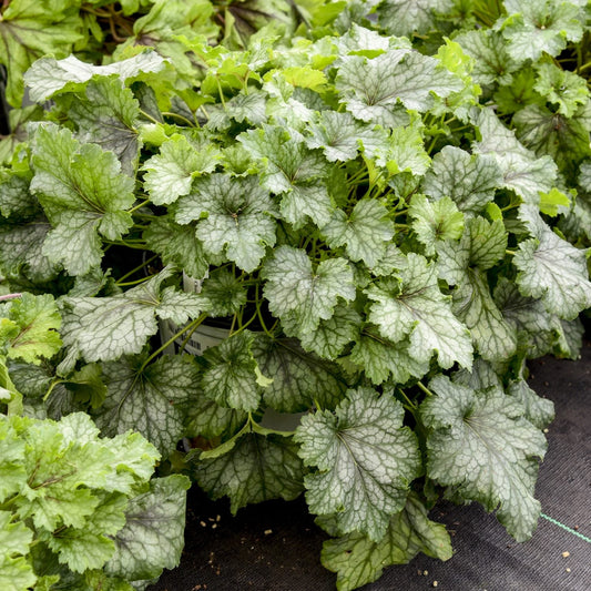 Fun and Games® 'Shadow Tag' Foamy Bells (Heucherella) displays light green, ruffled leaves with dark veins - Photo Courtesy of Proven Winners, Inc.