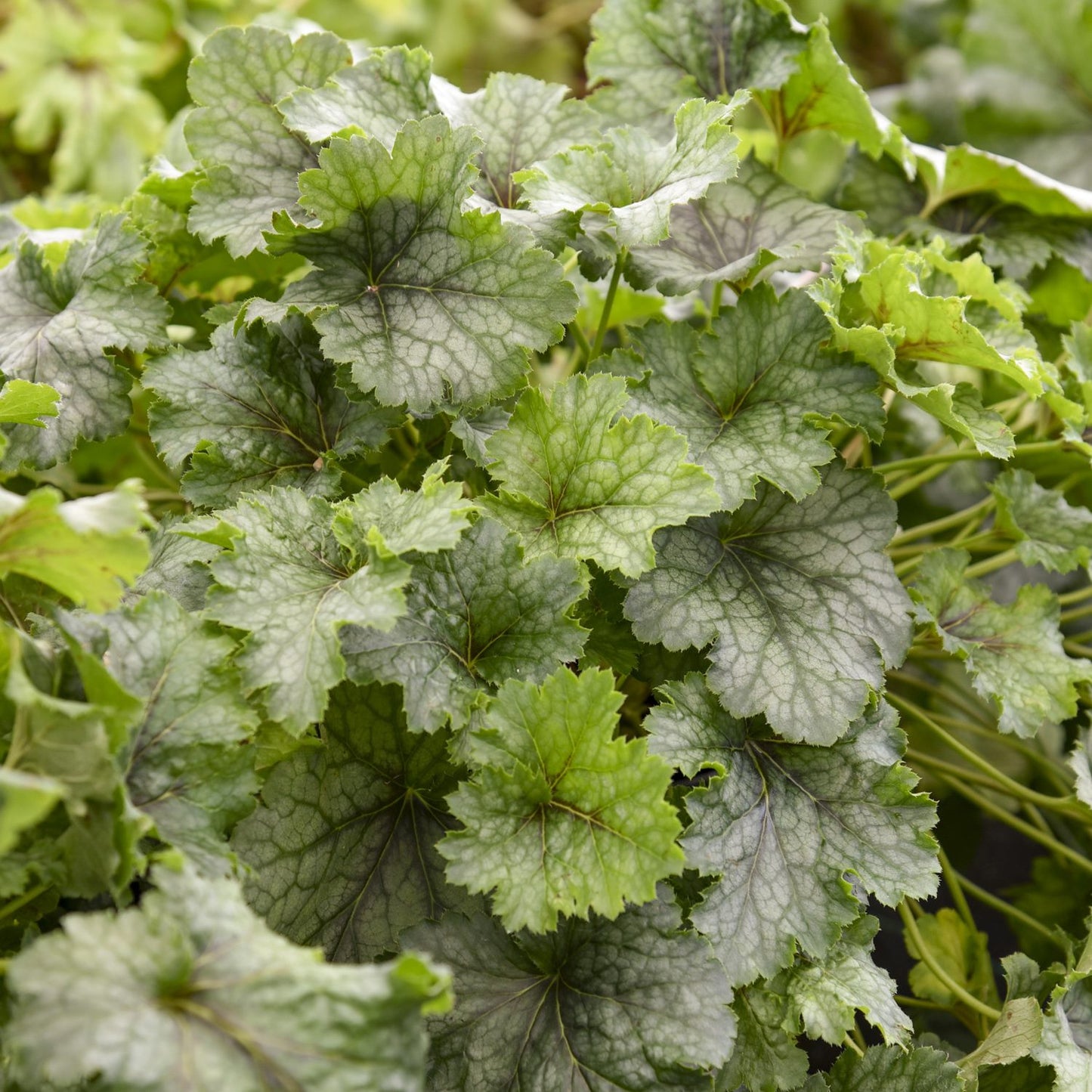 Fun and Games® 'Shadow Tag' Foamy Bells (Heucherella) - Photo Courtesy of Proven Winners, Inc.