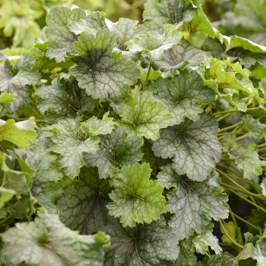 A cluster of scalloped, green-and-silver veined Heucherella leaves fills the frame, showcasing lush texture - Photo Courtesy of Proven Winners, Inc.