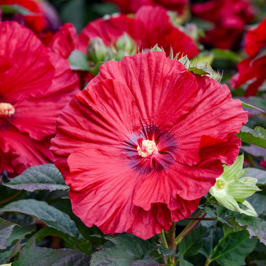 The Summerific® 'Garnet Globes' Rose Mallow (Hibiscus) displays large, vibrant red blooms with dark centers and yellow stamens, set among green leaves with other red hibiscus flowers in the background - Photo Courtesy of Walters Gardens, Inc.
