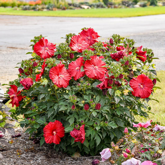 The compact Summerific® 'Garnet Globes' Rose Mallow (Hibiscus) features large, bright red flowers and dark green leaves, growing in a landscaped garden bed near a road with more Rose Mallow plants in the background - Photo Courtesy of Walters Gardens, Inc.