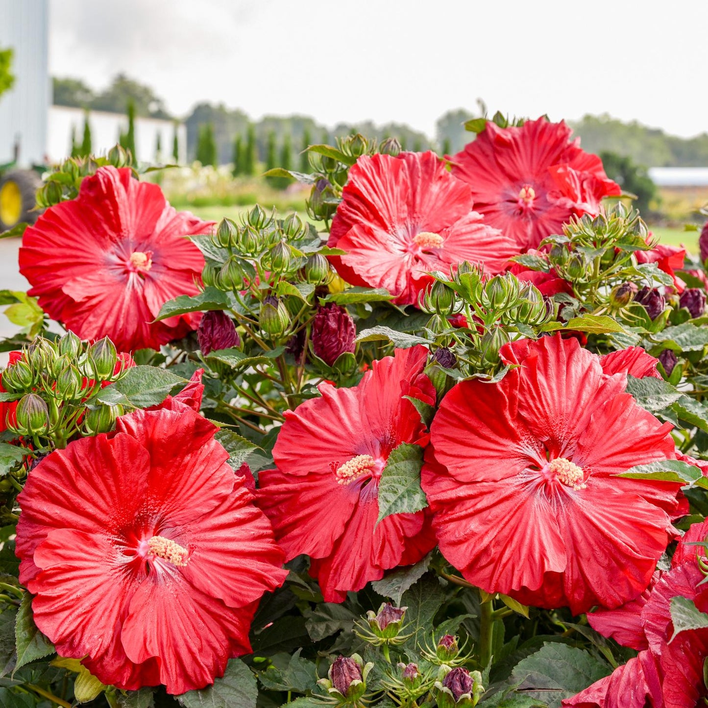 Summerific® 'Garnet Globes' Rose Mallow (Hibiscus) displays large, vivid red ruffled blooms with eye-catching centers, set among lush green foliage and buds in an outdoor garden - Photo Courtesy of Walters Gardens, Inc.