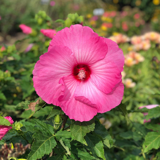A close-up of the 'Airbrush Effect' Rose Mallow (Hibiscus) showcases its vibrant pink blooms amid lush green leaves in bright sunlight, with softly blurred, colorful flowers in the background - Photo Property of Garden Crossings LLC.