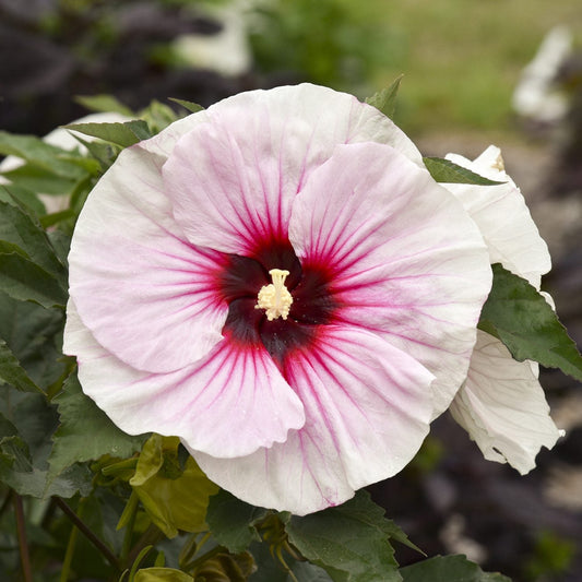 Close-up of 'Angel Eyes' Rose Mallow (Hibiscus) with pale pink petals, a deep red center, and a yellow stamen—this perennial features dinner plate-sized blooms among lush green leaves and blurred background foliage - Photo Courtesy of Walters Gardens, Inc.