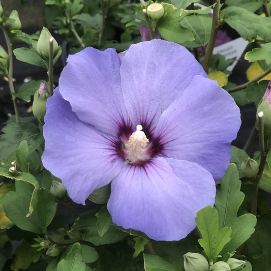 Azurri Blue Satin® Rose of Sharon (Hibiscus) - Photo Property of Garden Crossings LLC