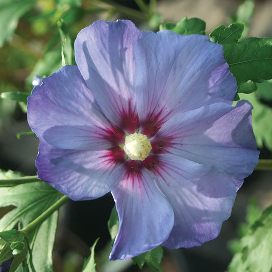 Azurri Blue Satin® Rose of Sharon (Hibiscus) - Photo Courtesy of Proven Winners, Inc.