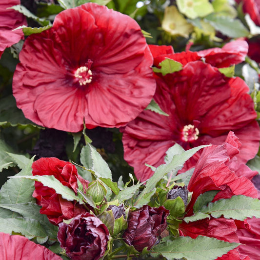 The 'Blackberry Merlot' Rose Mallow (Hibiscus) features large red, crinkled blooms with bold centers, accented by green foliage and buds—delivering stunning dinner plate-size flowers to your garden - Photo Courtesy of Walters Gardens, Inc.