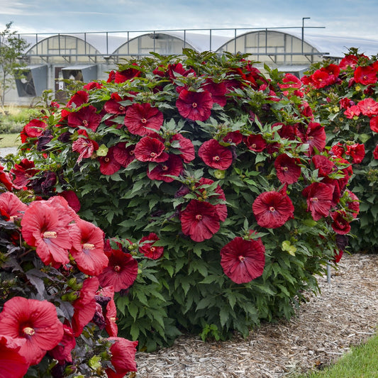 A large 'Blackberry Merlot' Rose Mallow (Hibiscus) bush with vibrant red, dinner plate-sized blooms grows in a garden among other hibiscus bushes, with greenhouses visible in the background under a cloudy sky - Photo Courtesy of Walters Gardens, Inc.