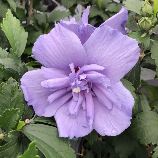 Blue Chiffon® Rose of Sharon (Hibiscus) - Photo Property of Garden Crossings LLC