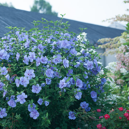 Blue Chiffon® Rose of Sharon (Hibiscus) - Photo Courtesy of Proven Winners, Inc.