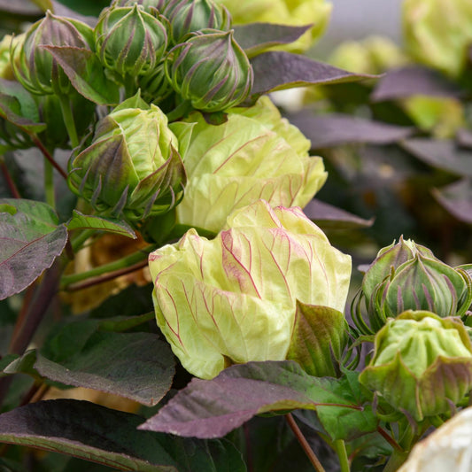 Close-up of Summerific® 'Coconut Cream' Rose Mallow (Hibiscus) buds and partially open blooms with delicate pink veins, surrounded by dark green and purple-tinged foliage - Photo Courtesy of Walters Gardens, Inc.