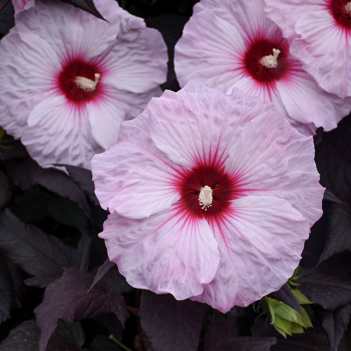 Close-up of 'Dark Mystery' Rose Mallow (Hibiscus) with large pale pink perennial flowers featuring deep red centers and delicate petals, set against dramatic dark green foliage - Photo Courtesy of Walters Gardens, Inc.