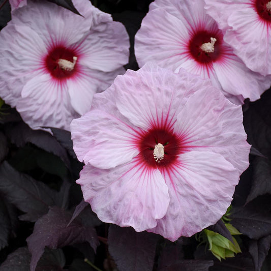 Close-up of 'Dark Mystery' Rose Mallow (Hibiscus) with large pale pink perennial flowers featuring deep red centers and delicate petals, set against dramatic dark green foliage - Photo Courtesy of Walters Gardens, Inc.