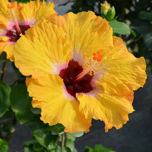The Hollywood Hibiscus® Golden Globe™ Tropical Hibiscus features ruffled yellow petals, a deep red center, and bright stamens, making it a stunning choice for containers or garden shrubs. - Photo Courtesy of Proven Winners, Inc.