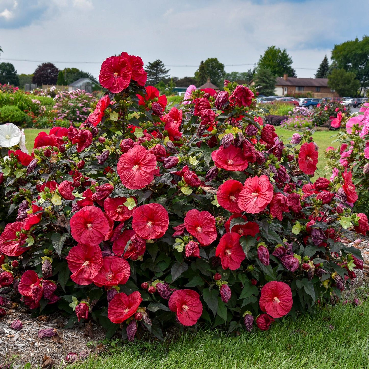 A lush garden features vibrant red 'Mars Madness' Rose Mallow (Hibiscus) blooming among green leaves and grass, with trees and houses in the background beneath a partly cloudy sky - Photo Courtesy of Walters Gardens, Inc.