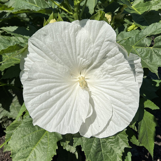 Marshmallow Moon' Rose Mallow (Hibiscus) - Photo Property of Garden Crossings LLC