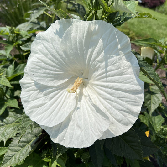 Marshmallow Moon' Rose Mallow (Hibiscus) - Photo Property of Garden Crossings LLC
