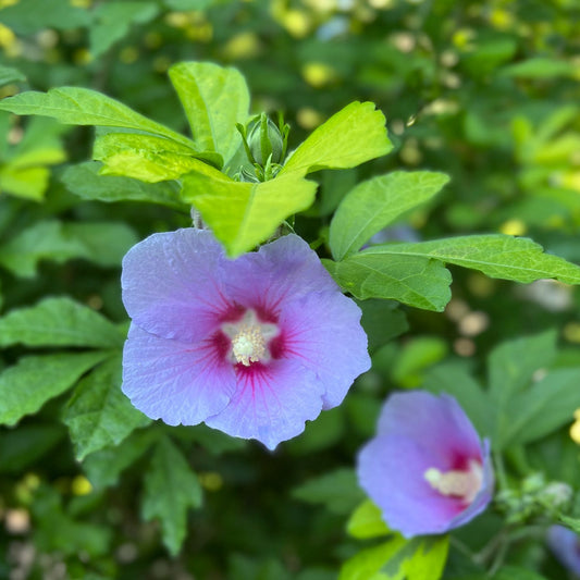 A close-up of Paraplu Adorned® Rose of Sharon (Hibiscus) shows a purple bloom with a red center and white stamen, framed by green leaves. Another similar flower appears softly blurred in the background - Photo Property of Garden Crossings LLC.