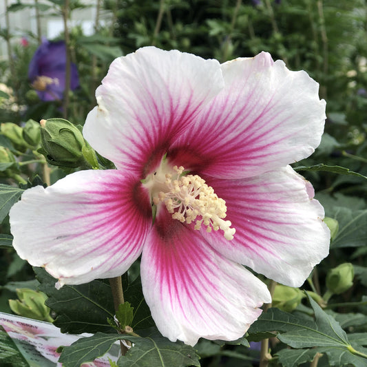 Paraplu Pink Ink® Rose of Sharon (Hibiscus) - Photo Property of Garden Crossings LLC