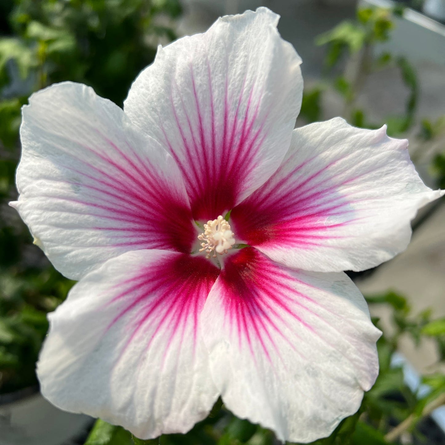A close-up of Paraplu Pink Ink® Rose of Sharon (Hibiscus), a striking flowering shrub with white petals and vivid pink and magenta streaks radiating from its center, set against blurred green foliage in the background. - Photo Property of Garden Crossings LLC