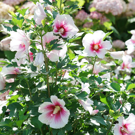 Paraplu Pink Ink® Rose of Sharon (Hibiscus) - Photo Courtesy of Proven Winners, Inc.