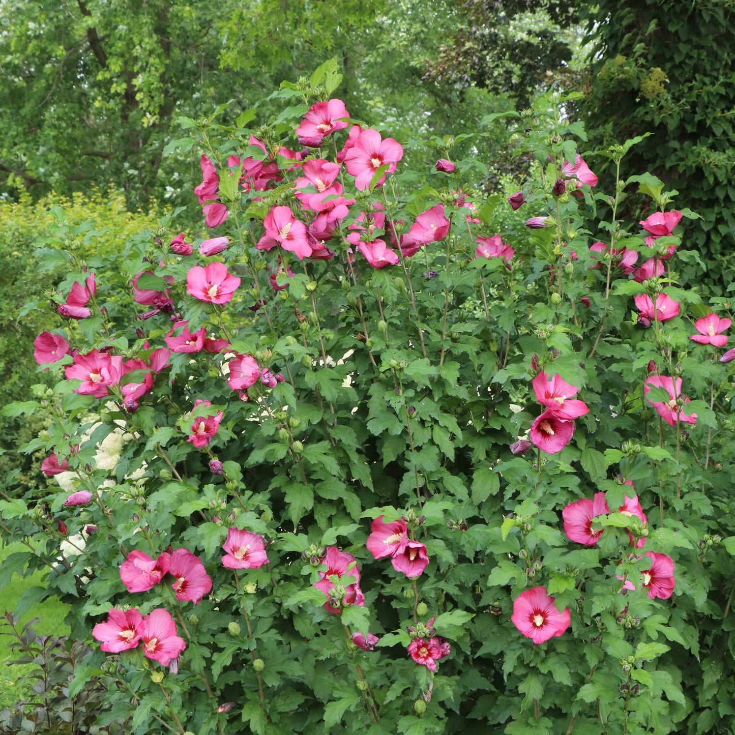 A large Paraplu® Red Rose of Sharon (Hibiscus) shrub with bright pink flowers grows among dense green leaves in a lush garden surrounded by trees and greenery - Photo Courtesy of Proven Winners, Inc.