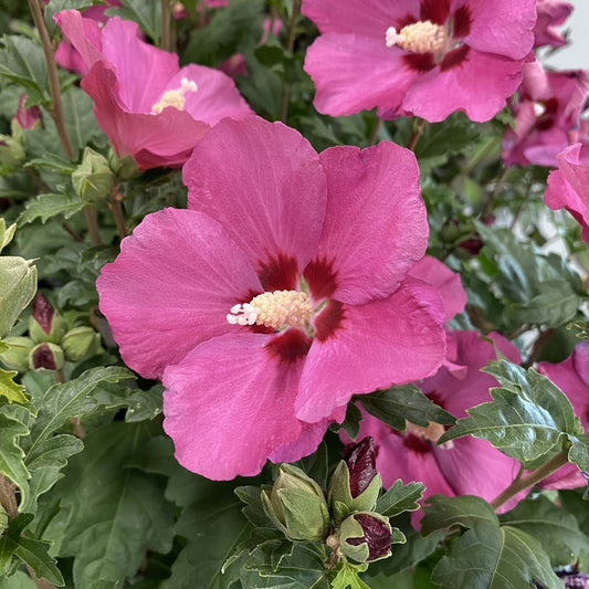 Close-up of Paraplu Rouge® Rose of Sharon (Hibiscus) shows vibrant pink blooms with deep red centers and white stamens, surrounded by green foliage and unopened buds on this deer resistant shrub. - Photo Property of Garden Crossings LLC