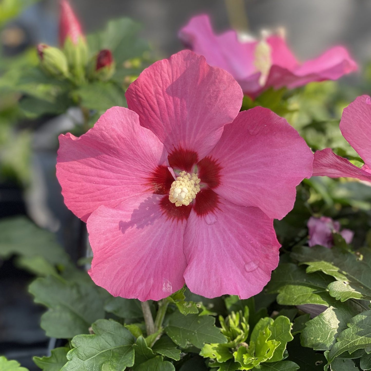 Paraplu Rouge® Rose of Sharon (Hibiscus) - Photo Property of Garden Crossings LLC