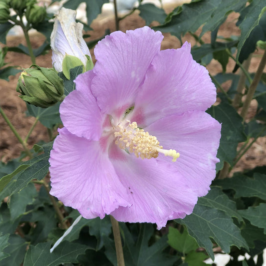 A close-up of the Pollypetite® Rose of Sharon (Hibiscus) displays a compact flowering shrub with light lavender-purple hibiscus blooms, delicate ruffled petals, a yellow-tipped stamen, and lush green leaves and buds. - Photo Property of Garden Crossings LLC