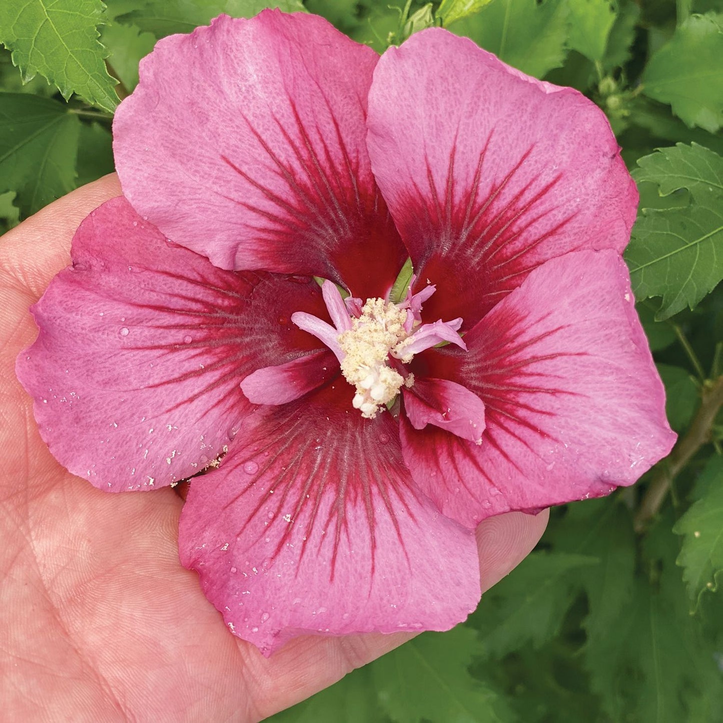 A hand holds a large, pink Red Pillar® Rose of Sharon (Hibiscus) bloom with a deep red center and white stamens, set against the green leaves of this columnar flowering shrub. - Photo Courtesy of Proven Winners, Inc.
