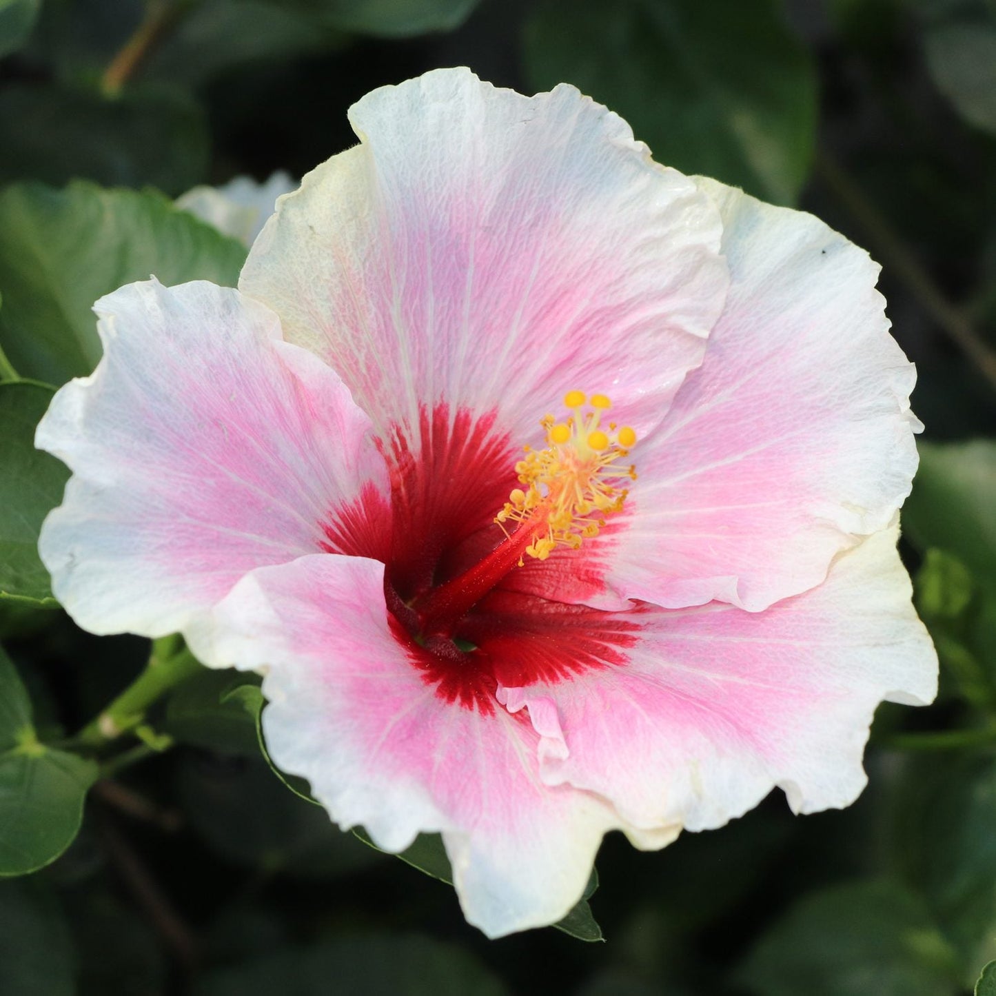A close-up of Hollywood Hibiscus™ America's Sweetheart™ Tropical Hibiscus showcases white and light pink petals, a deep red center, and a yellow-tipped stamen against lush green leaves.