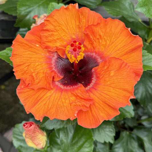 Hollywood Hibiscus™ Disco Diva™ Tropical Hibiscus - Photo Property of Garden Crossings LLC